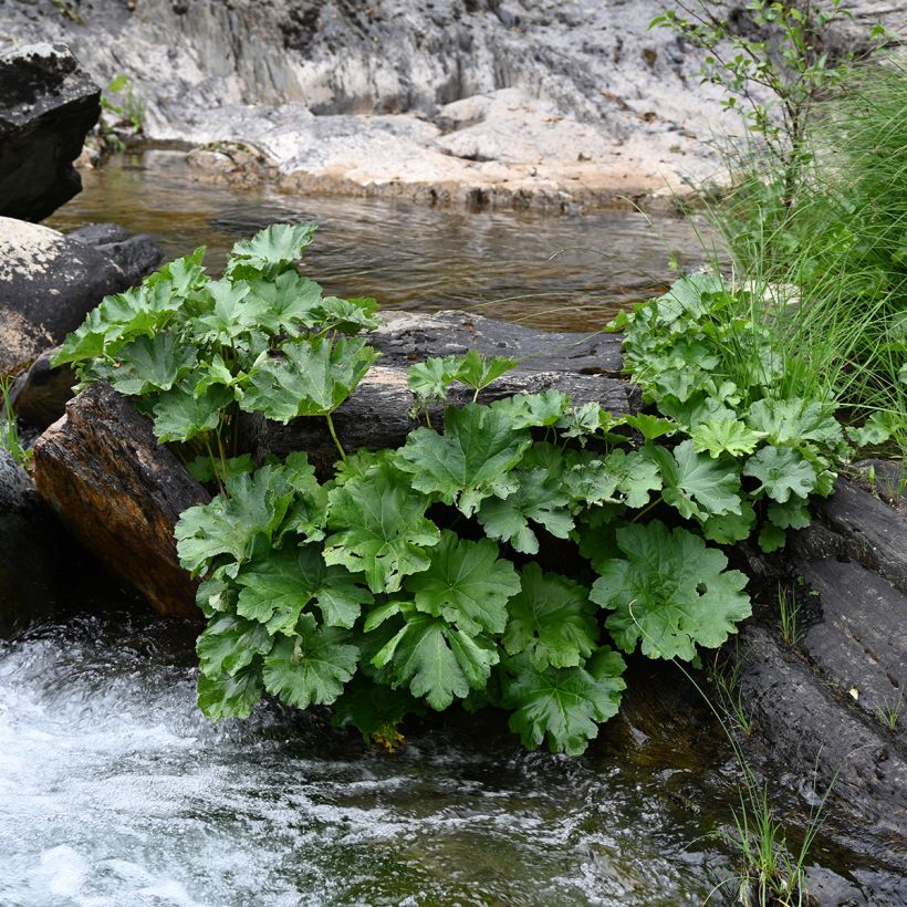 Gunnera tinctoria - Chilean Rhubarb (Plant habit)