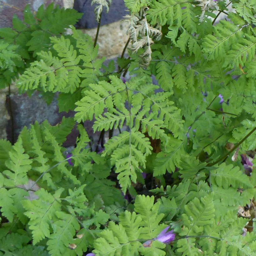 Gymnocarpium dryopteris (Foliage)