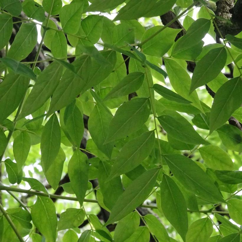 Gymnocladus dioica (Foliage)