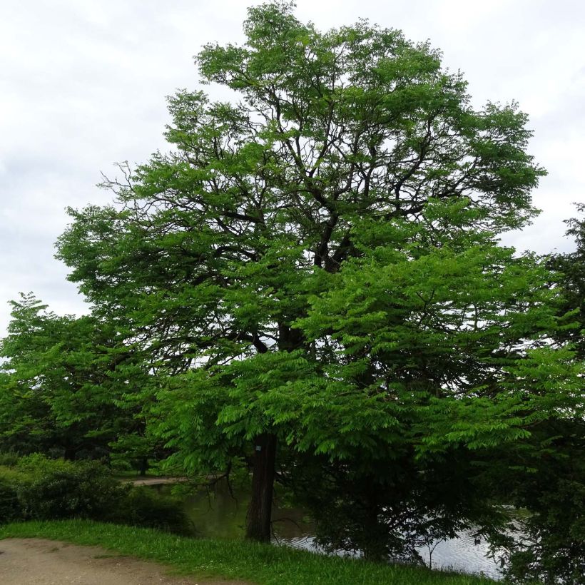 Gymnocladus dioica (Plant habit)