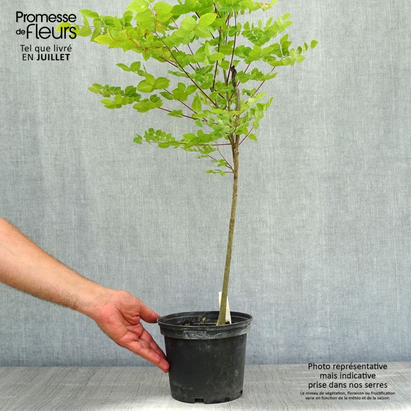 Gymnocladus dioica 3L/4L pot sample as delivered in summer
