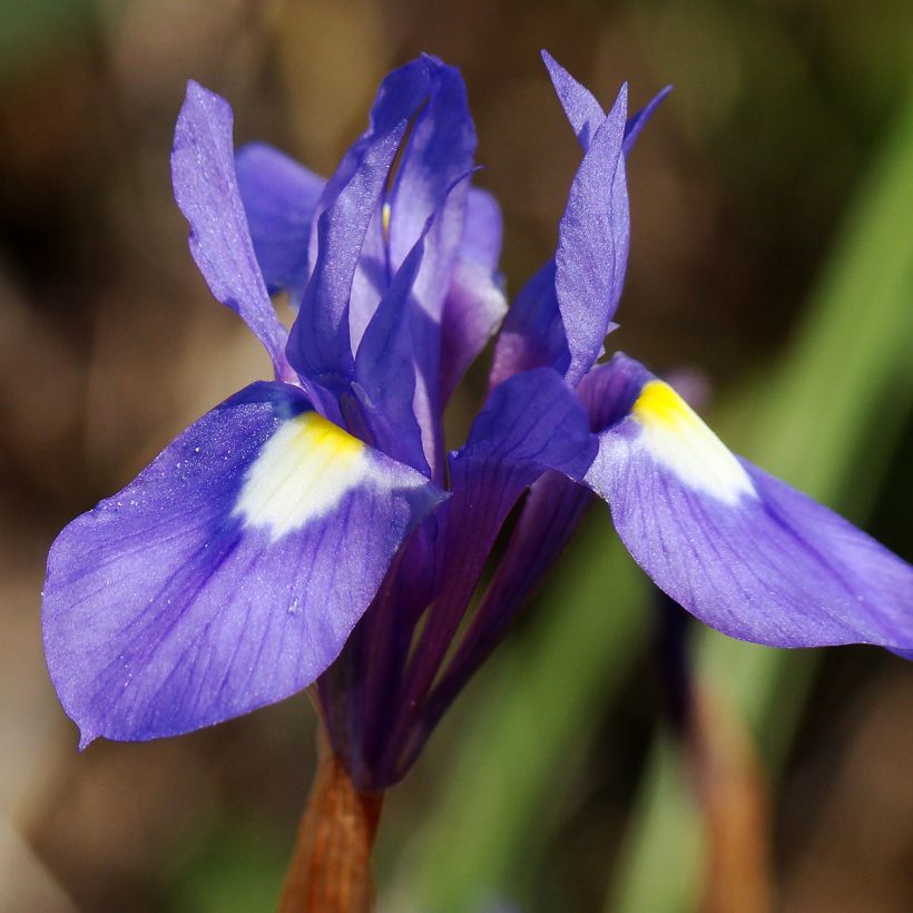 Gynandris sisyrinchium  (Flowering)