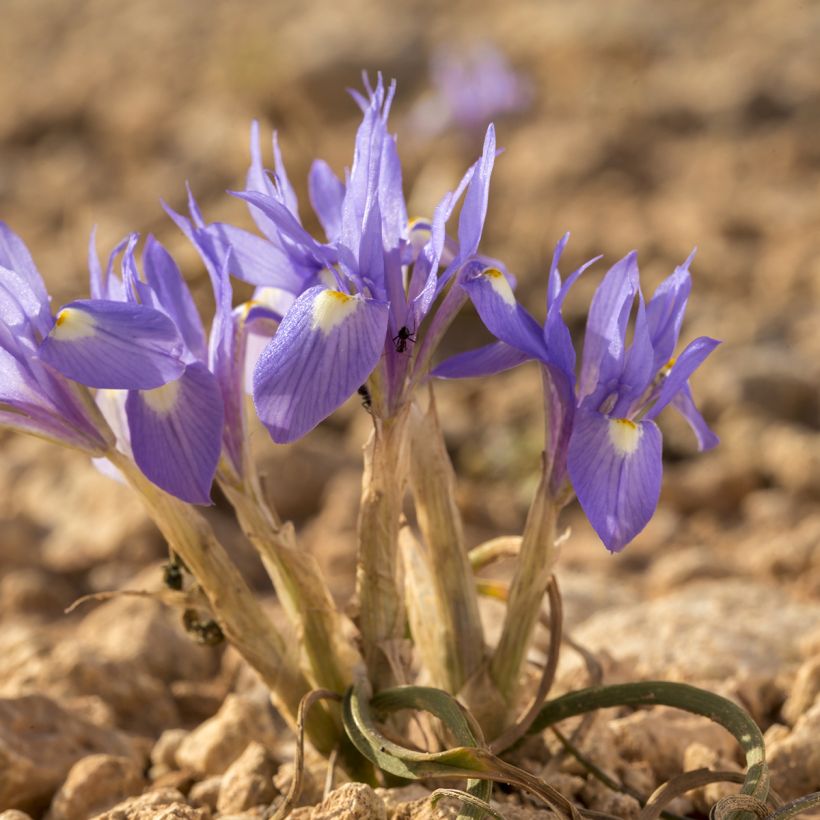 Gynandris sisyrinchium  (Plant habit)