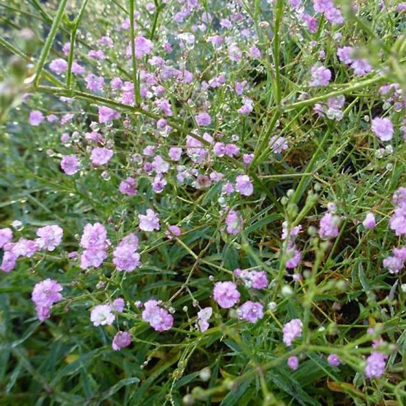 Gypsophila paniculata Festival Pink (Flowering)