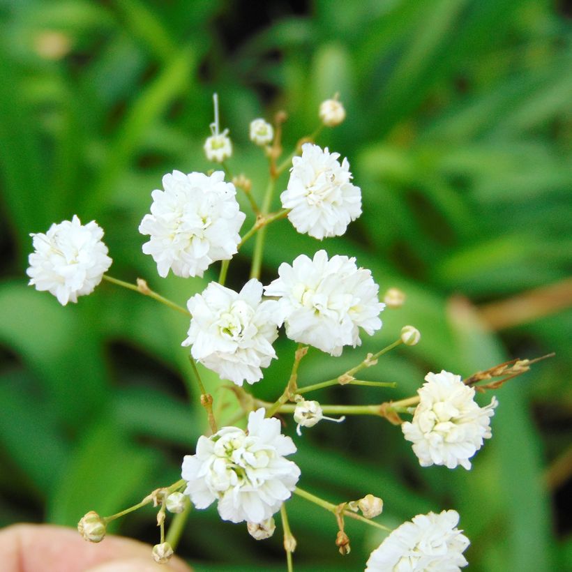 Gypsophila paniculata Bristol Fairy (Flowering)