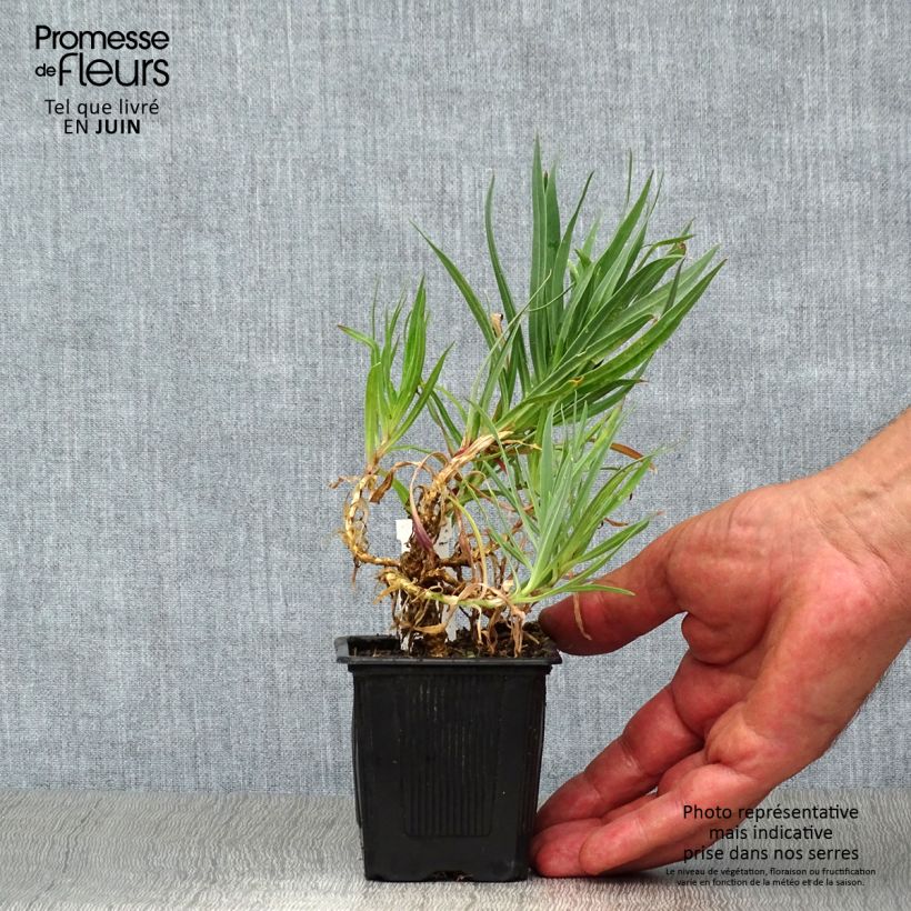 Gypsophila paniculata Bristol Fairy 8/9 cm pot sample as delivered in summer