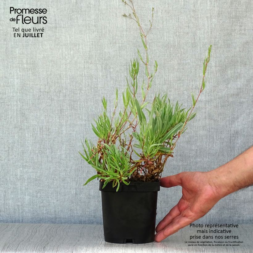 Gypsophila paniculata Bristol Fairy 2L/3L pot sample as delivered in summer
