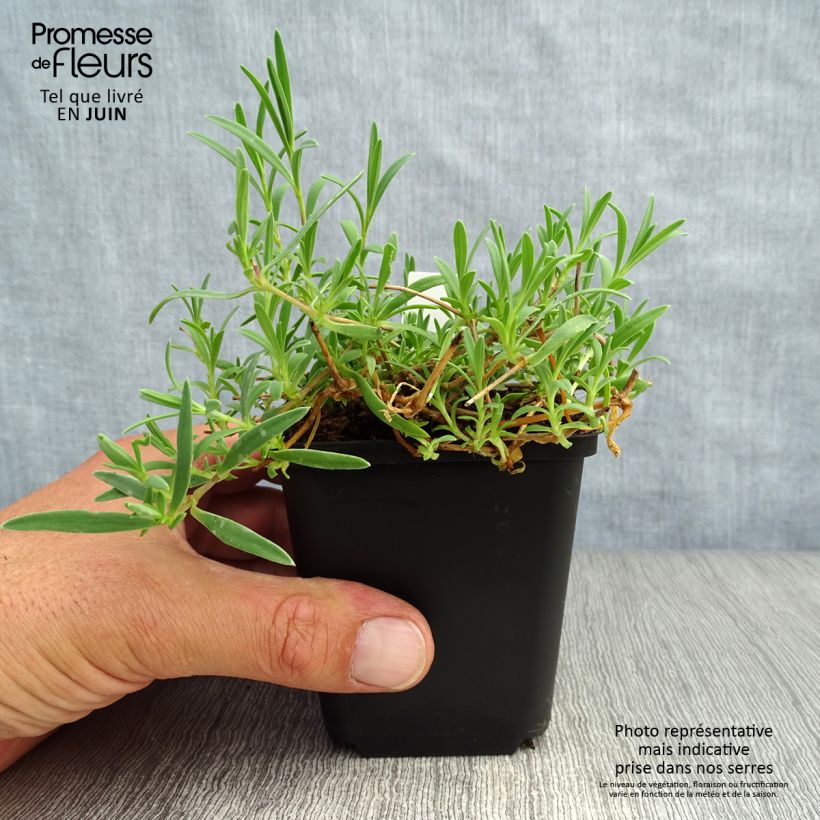 Gypsophila repens Rosa Schönheit 8/9 cm pot sample as delivered in summer
