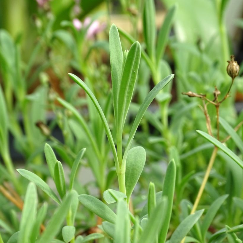 Gypsophila repens Rosa Schönheit (Foliage)