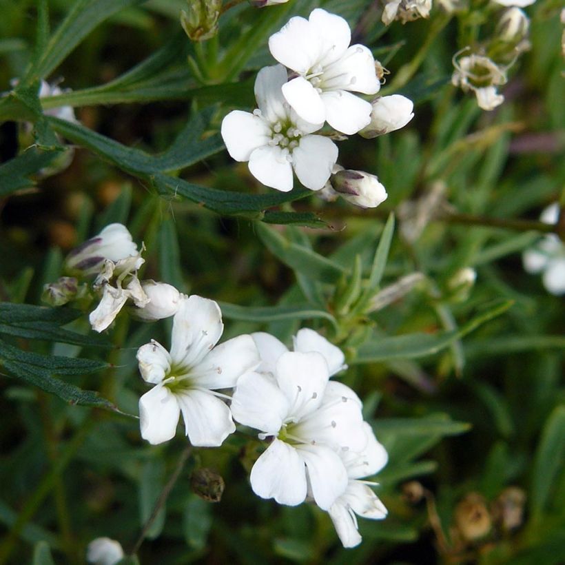 Gypsophila repens White Angel (Flowering)