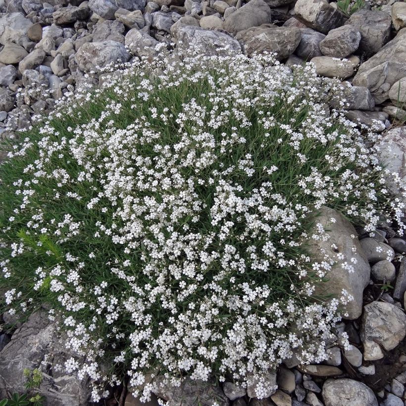 Gypsophila repens White Angel (Plant habit)