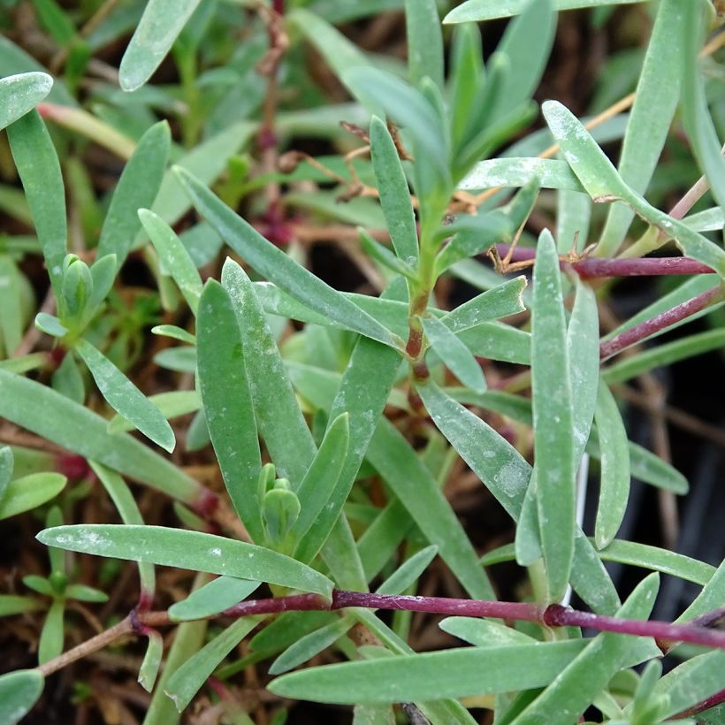 Gypsophila repens Alba (Foliage)