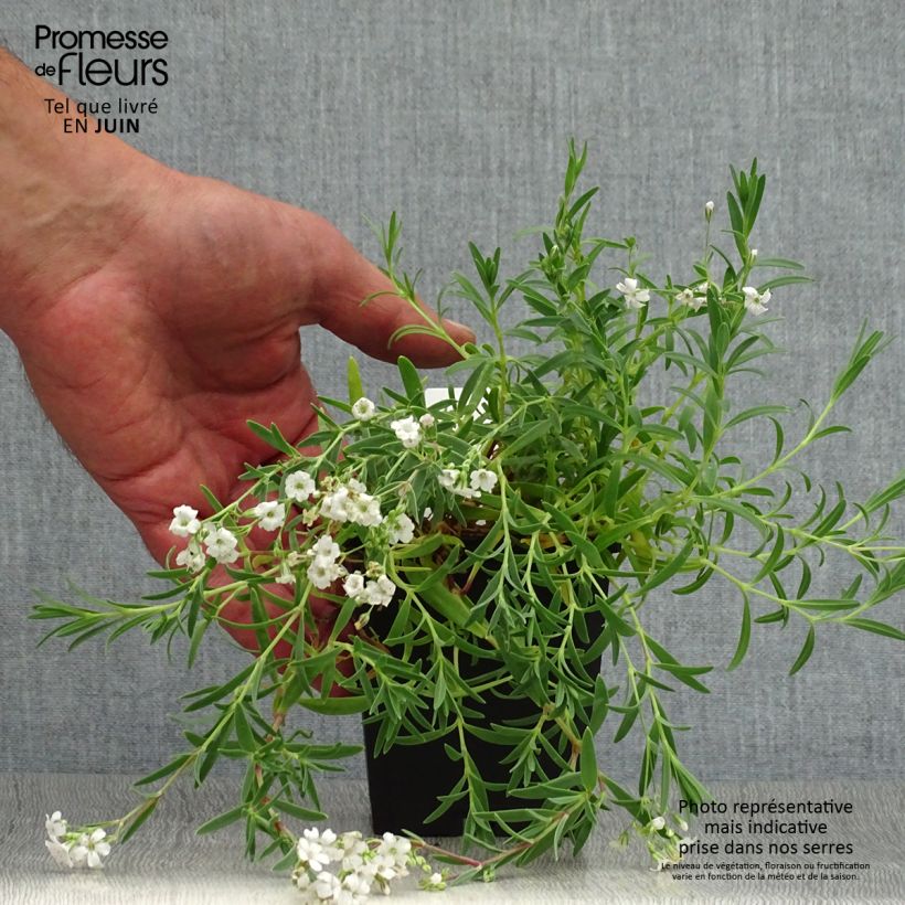 Gypsophila repens Alba 8/9 cm pot sample as delivered in summer