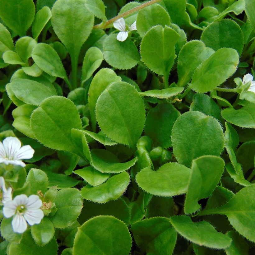 Gypsophila cerastioides (Foliage)