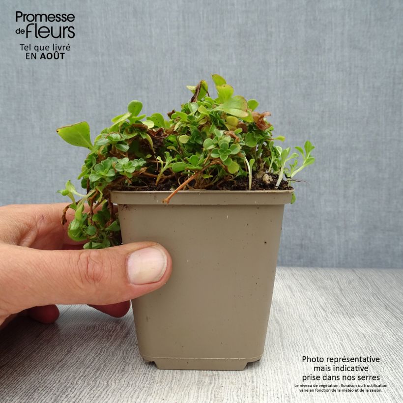 Gypsophila cerastioides 8/9 cm pot sample as delivered in summer