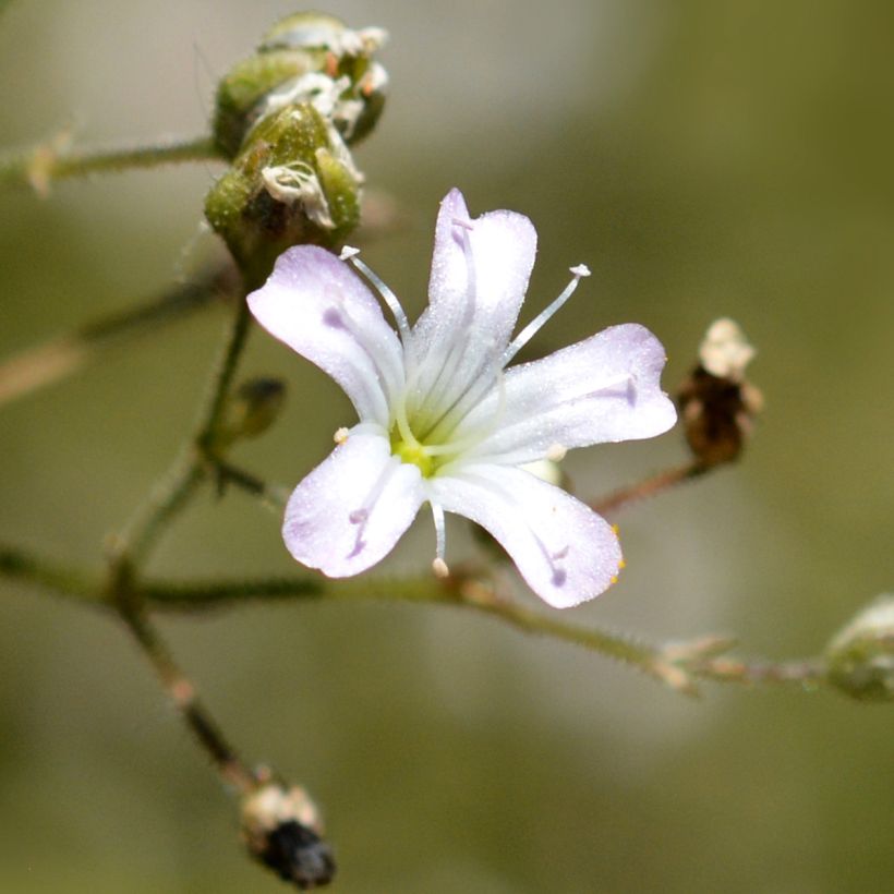 Gypsophila pacifica (Flowering)