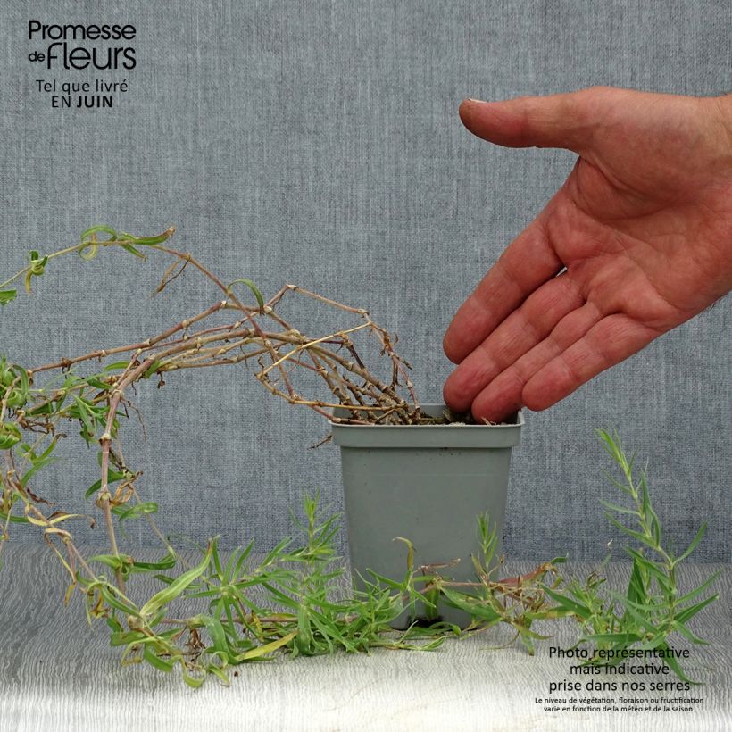 Gypsophila paniculata Schneeflocke 8/9 cm pot sample as delivered in summer