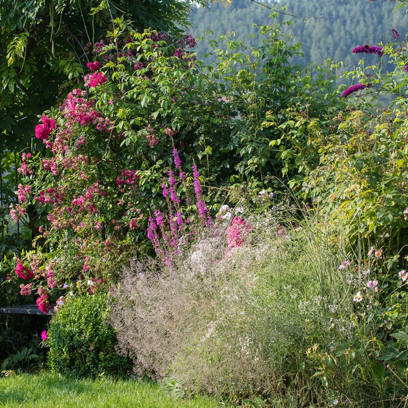 Gypsophila paniculata Schneeflocke (Plant habit)