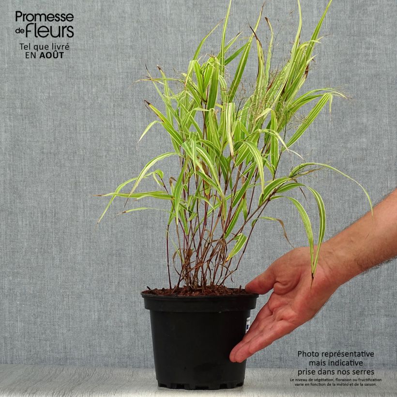 Hakonechloa macra Albostriata - Japanese Forest Grass 2L/3L pot sample as delivered in summer