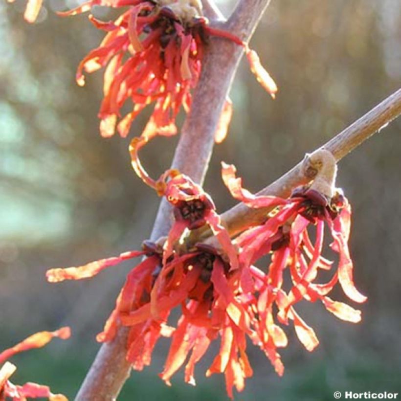 Hamamelis intermedia Diane - Witch Hazel (Flowering)
