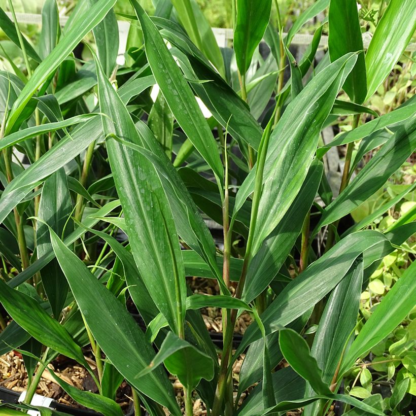 Hedychium villosum var. tenuiflorum (Foliage)