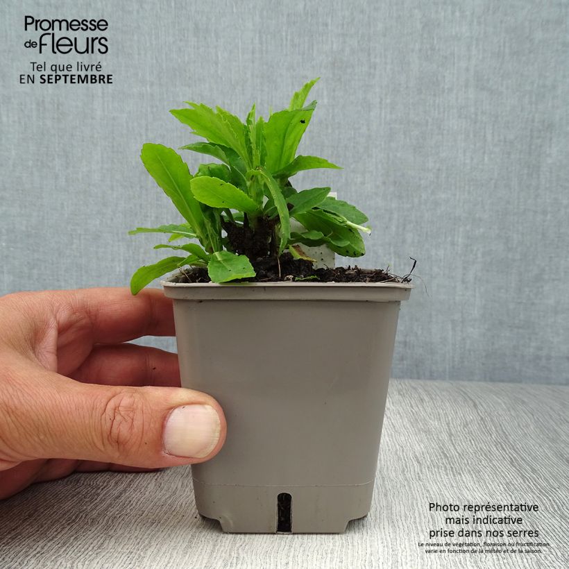 Helenium Okra Sundae 8/9 cm pot sample as delivered in autumn