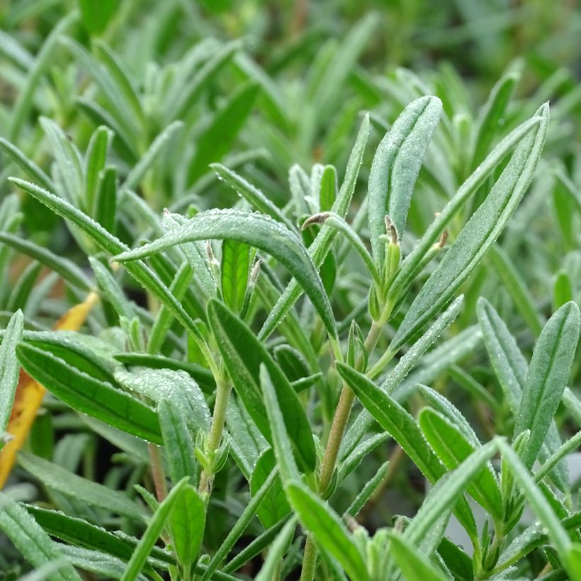 Helianthemum Supreme - Rock Rose (Foliage)