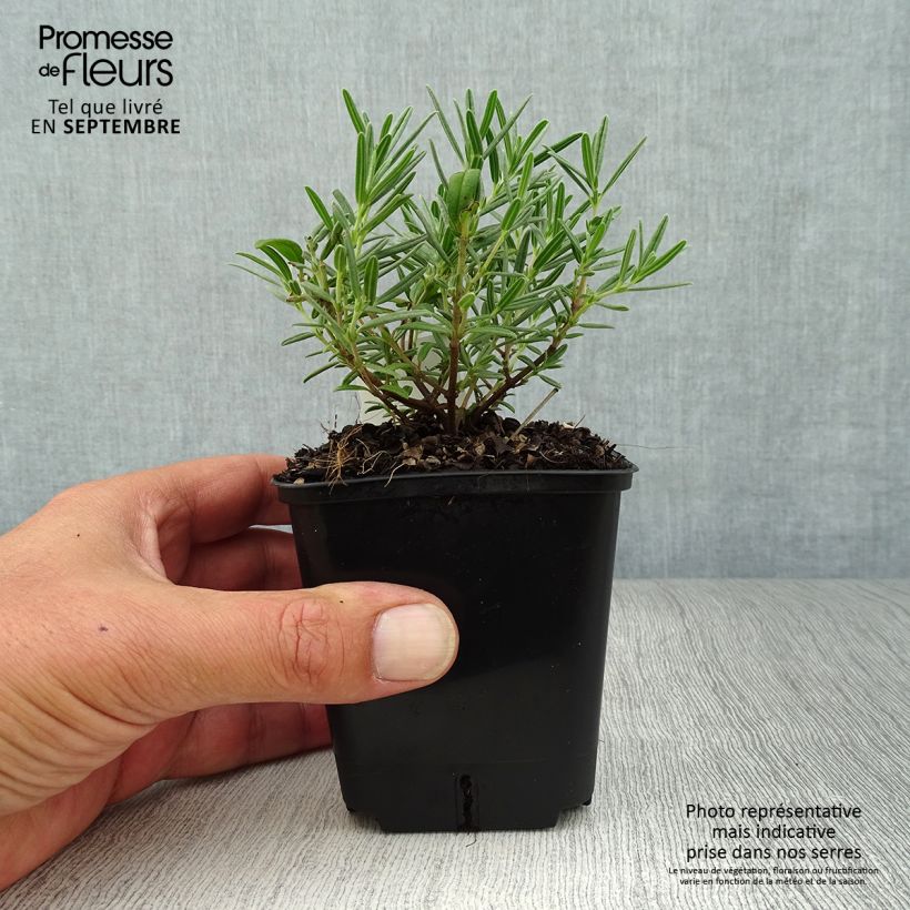 Helianthemum Supreme - Rock Rose 8/9 cm pot sample as delivered in autumn