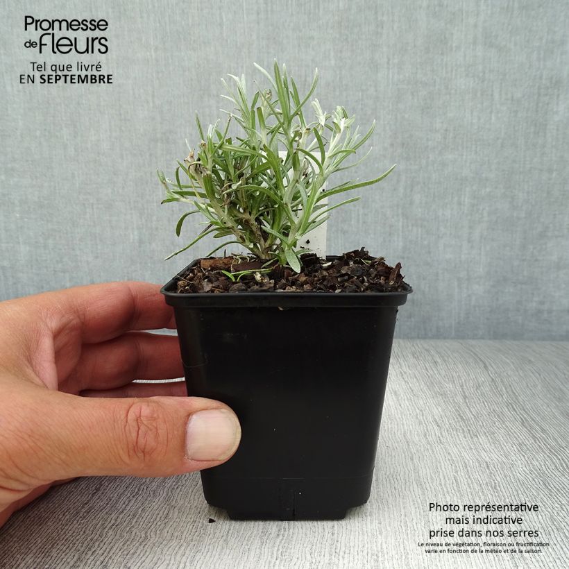 Helichrysum angustifolium 8/9 cm pot sample as delivered in autumn