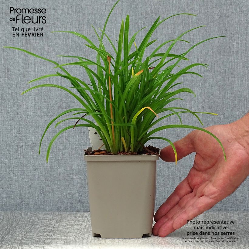 Hemerocallis Everydaylily Cerise - Daylily 8/9 cm pot sample as delivered in autumn