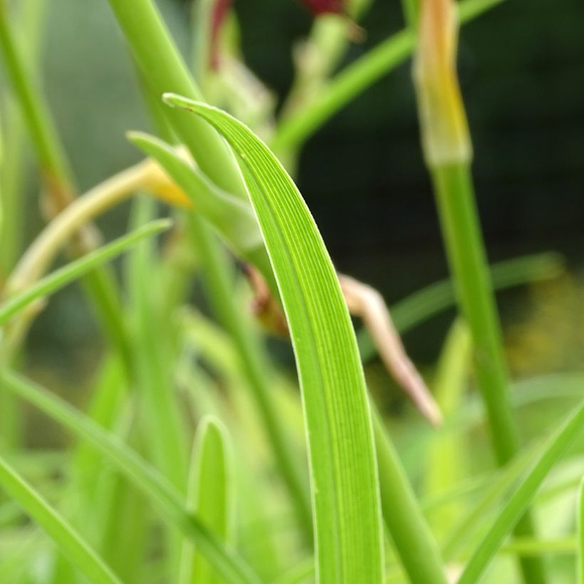 Hemerocallis Final Touch - Daylily (Foliage)