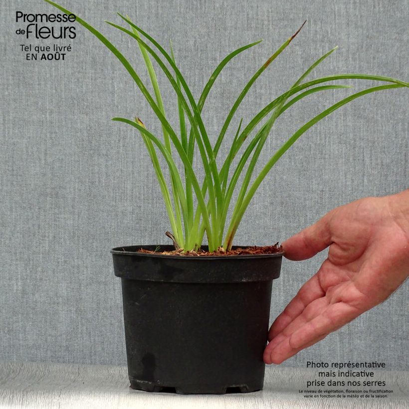 Hemerocallis Mildred Mitchell - Daylily 2L/3L pot sample as delivered in summer