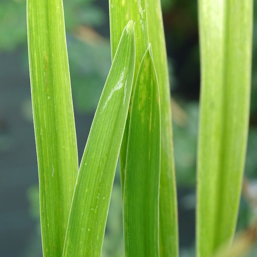 Hemerocallis White Temptation - Daylily (Foliage)