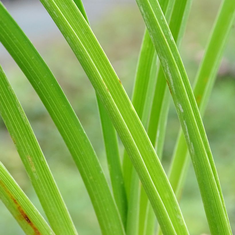 Hemerocallis Mildred Mitchell - Daylily (Foliage)