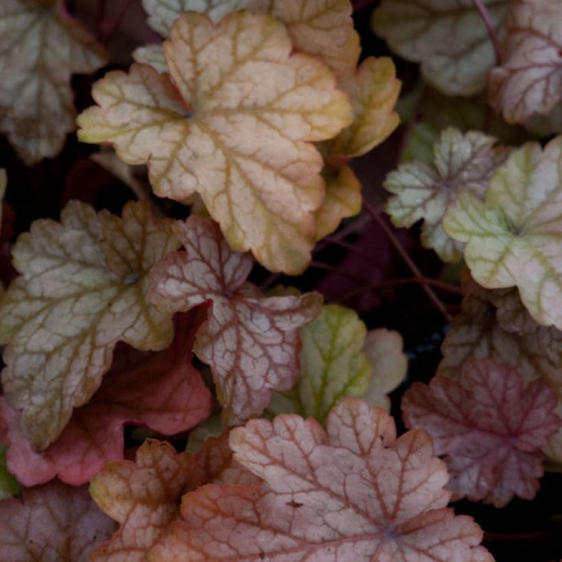 Heuchera Vienna (Foliage)