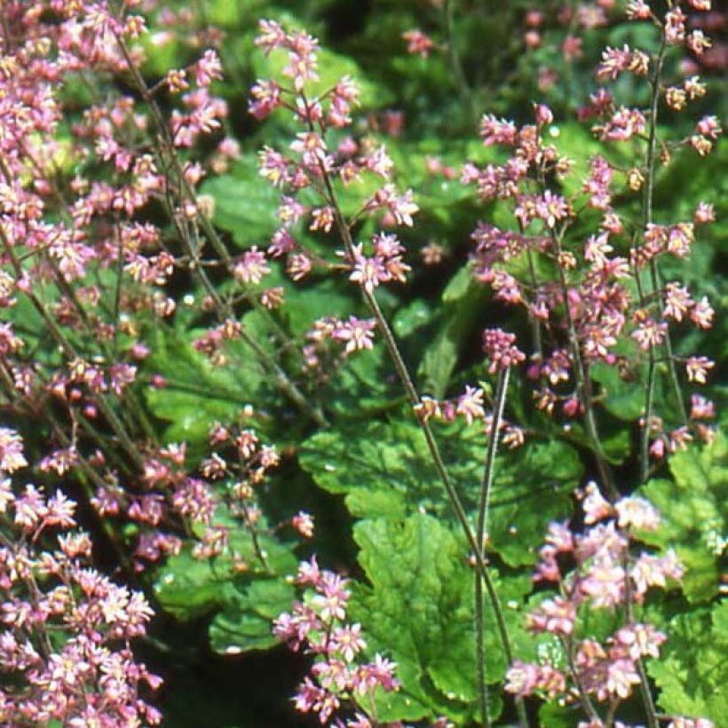 Heucherella alba Bridget Bloom (Flowering)