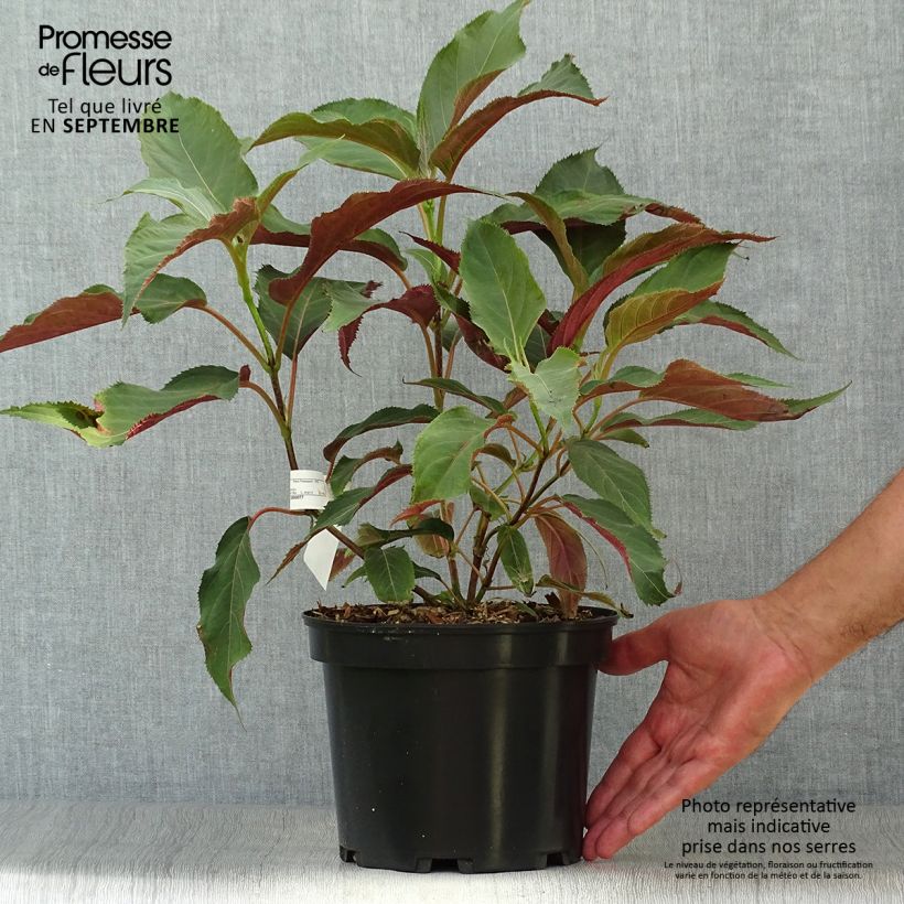 Hydrangea aspera Rosemary Foster 4L/5L pot sample as delivered in summer
