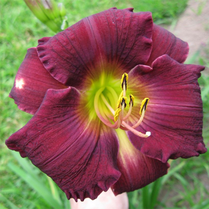 Hemerocallis Bela Lugosi - Daylily (Flowering)