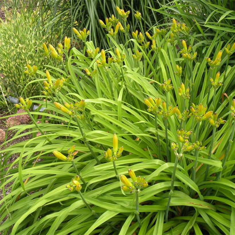 Hemerocallis Double River Wye - Daylily (Plant habit)