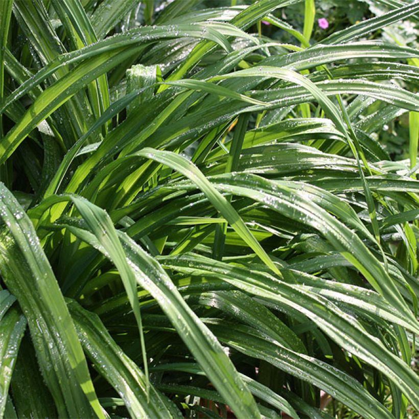 Hemerocallis Janice Brown - Daylily (Foliage)