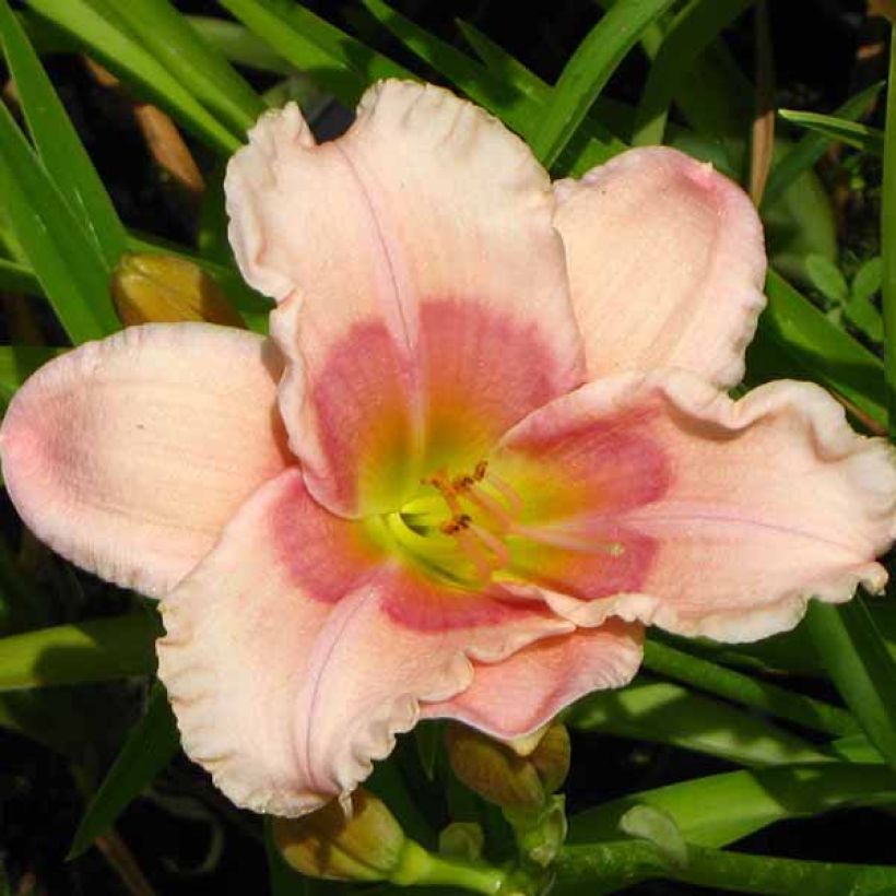 Hemerocallis Janice Brown - Daylily (Flowering)