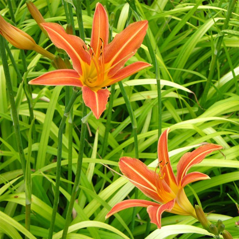 Hemerocallis Margaret Perry - Daylily (Flowering)
