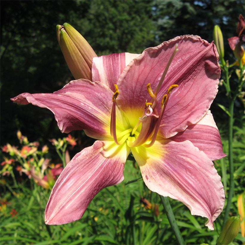 Hemerocallis Prairie Blue Eyes - Daylily (Flowering)