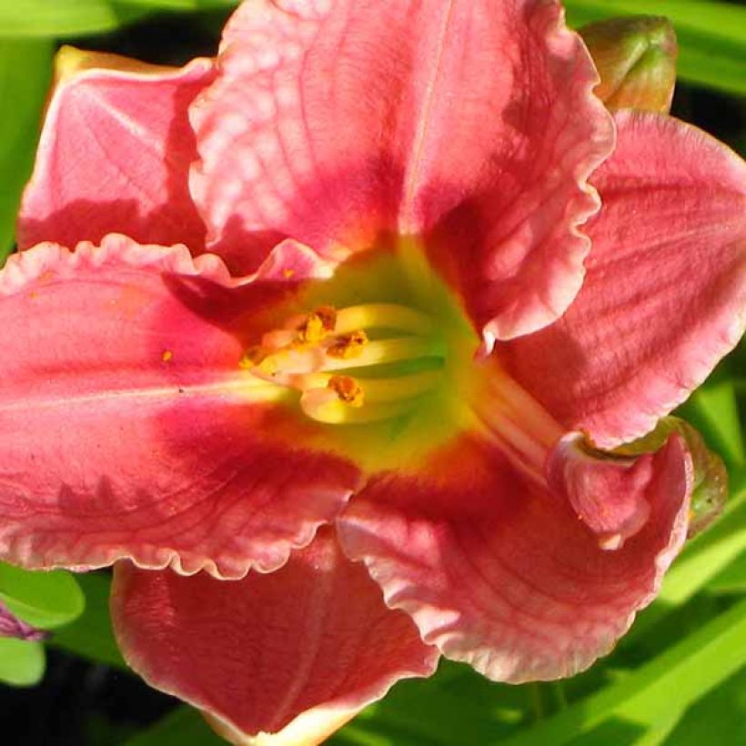 Hemerocallis Siloam Ribbon Candy - Daylily (Flowering)