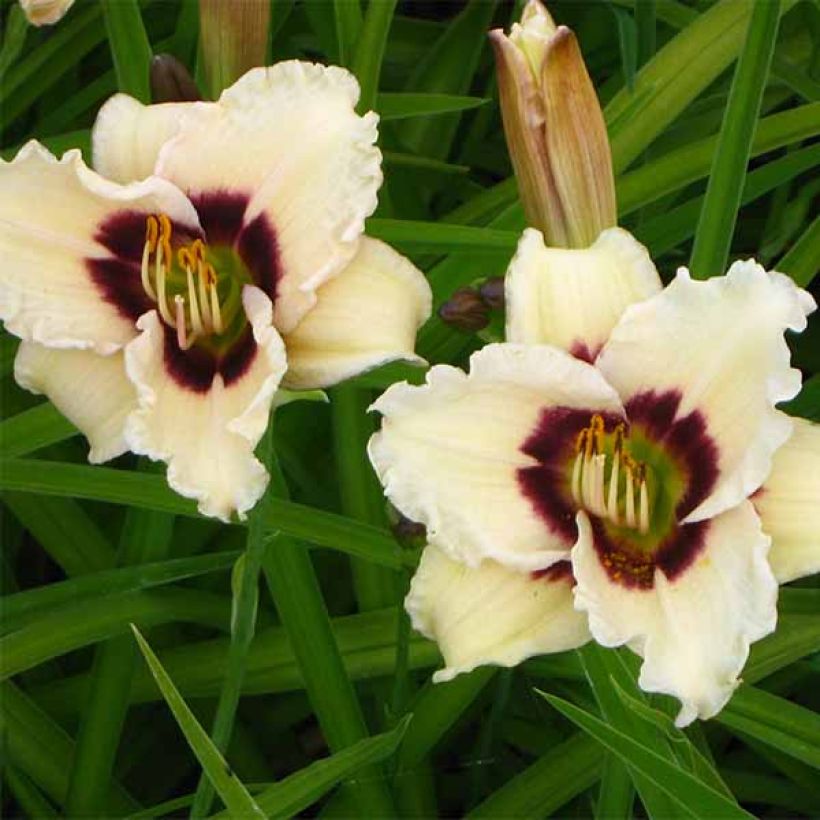 Hemerocallis Snowy Eyes - Daylily (Flowering)