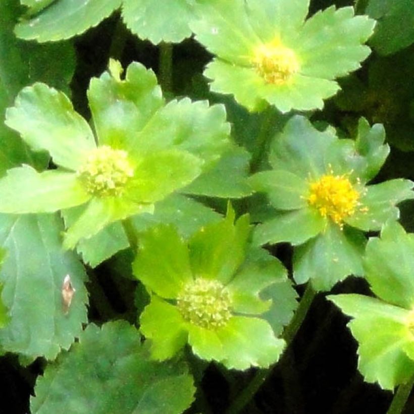 Hacquetia epipactis (Foliage)