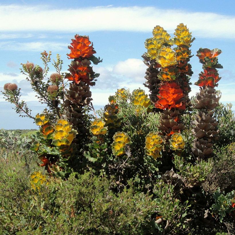 Hakea victoria (Plant habit)