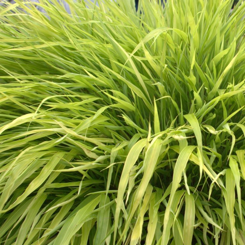 Hakonechloa macra All Gold - Japanese Forest Grass (Foliage)