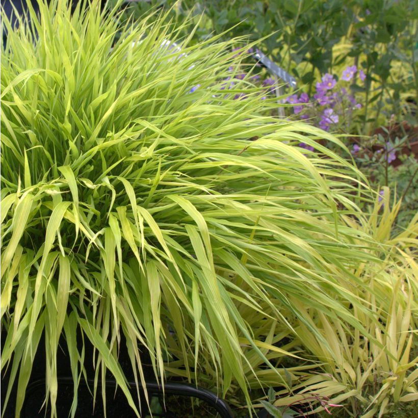Hakonechloa macra All Gold - Japanese Forest Grass (Plant habit)
