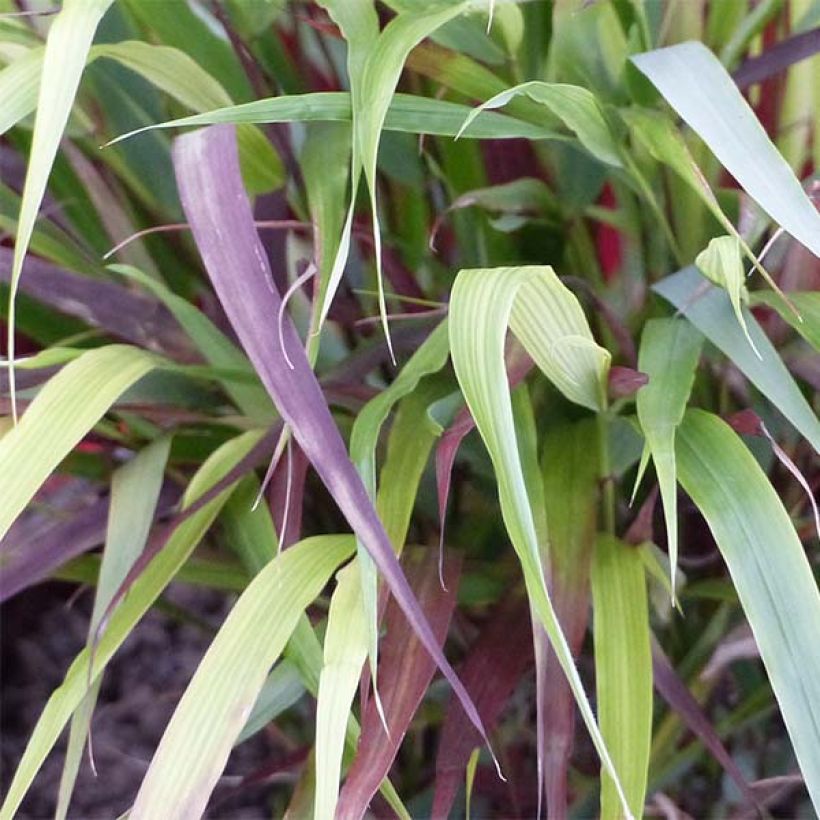 Hakonechloa macra Beni-Kaze - Japanese Forest Grass (Foliage)